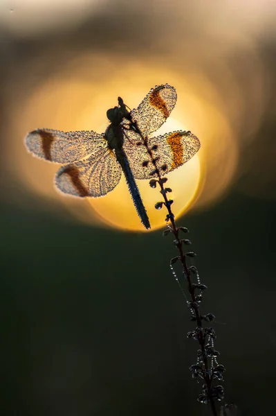 Libélula Banded Darter Sympetrum Pedemontanum Macro Shot — Fotografia de Stock