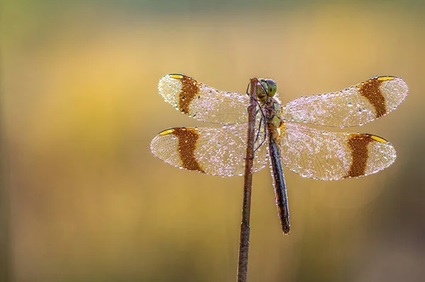 Libélula Banded Darter Sympetrum Pedemontanum Macro Shot — Fotografia de Stock