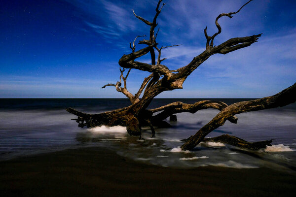 Driftwood Beach On Jekyll Island, GA