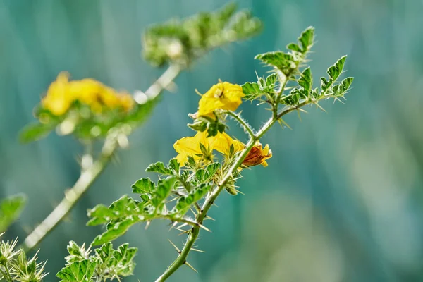 Fleur Jaune Dans Une Plantation Agaves Bleues Avec Insectes Pollinisateurs — Photo