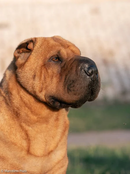 Головний Портрет Шар Пей Коричневий Колір Чистокровний Собака — стокове фото