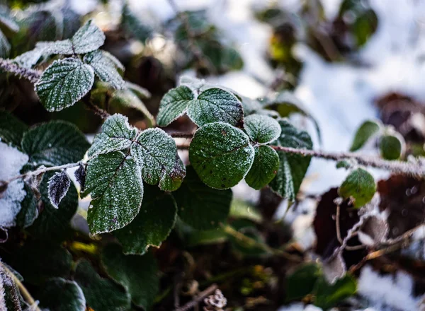Folhas Verdes Plantas Amora Preta Cobertas Com Congelados — Fotografia de Stock