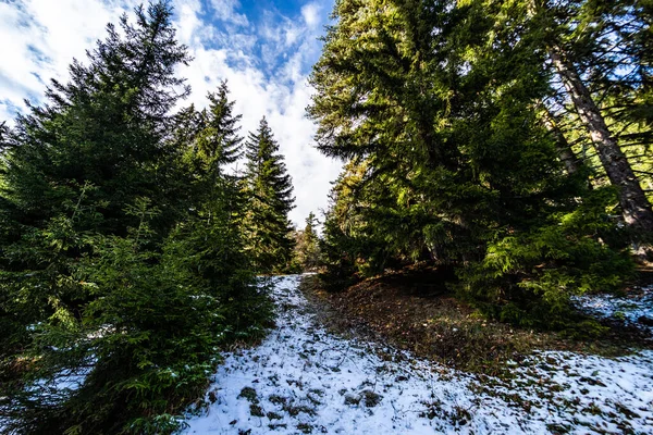 Zimowy Krajobraz Dzikim Lasem Gruzińskiego Ośrodka Narciarskiego Bakuriani — Zdjęcie stockowe