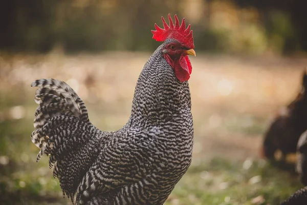 Oldalprofil Portré Egy Barred Rock Rooster — Stock Fotó