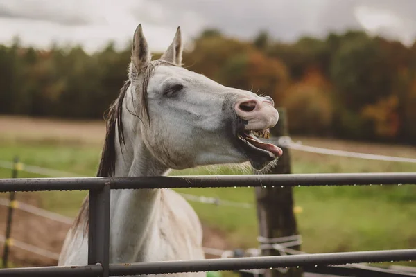 Cavalo Branco Bocejando Choramingando Por Comida Por Portão — Fotografia de Stock