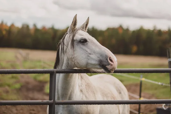 秋の色で門の上にもたれる白い馬 — ストック写真