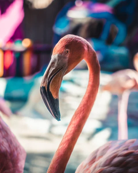 Rosa Flamingo Penna Colombia Sydamerika — Stockfoto