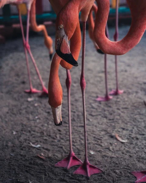 Flamants Roses Debout Hobby Farm Colombie Amérique Sud — Photo