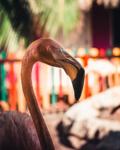 Single Pink Flamingo Hobby Farm Colombia América Del Sur — Foto de Stock