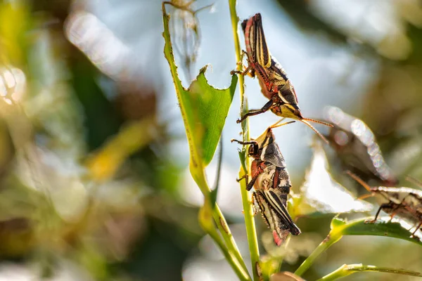 Zwei Rote Heuschrecken Auf Einem Zerbissenen Blatt Schädlingsbefall — Stockfoto