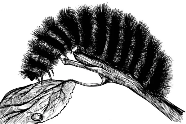 Fuzzy Caterpillar Black Ink Illustration — Stockfoto