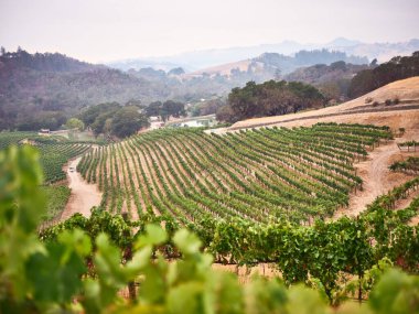 Sabahın erken saatlerinde, bir üzüm bağı hasat edilmek üzere..