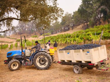 Tarım işçileri şarap hasadı sırasında traktörle üzüm topluyor.
