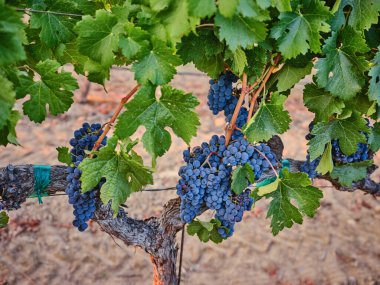 Wine grapes on the vine during harvest. clipart