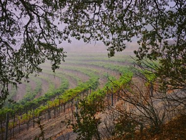 A terraced vineyard seen through oak trees clipart