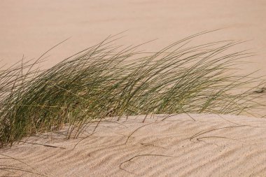 Bitki örtülü çöl kum tepeciği