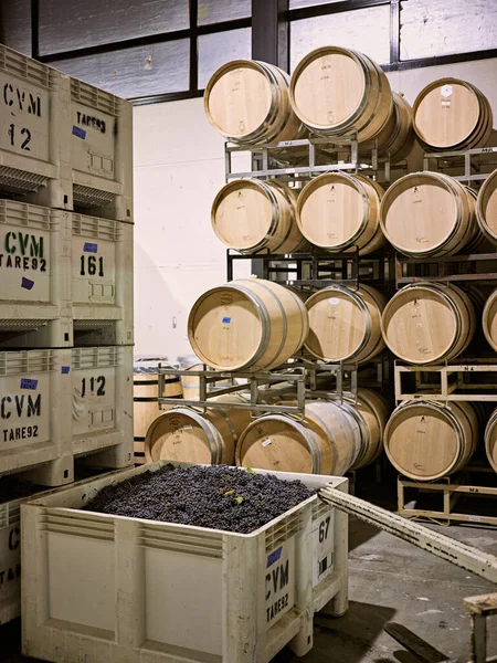 Wine Barrels Stacked Fermentation Grapes Await Destemming — Fotografia de Stock