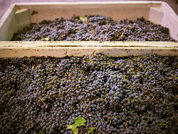 Freshly Picked Grapes Await Destemming — Stock Photo, Image