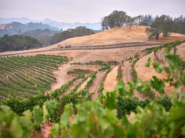 Vineyard Awaits Harvest Early Morning — Foto Stock