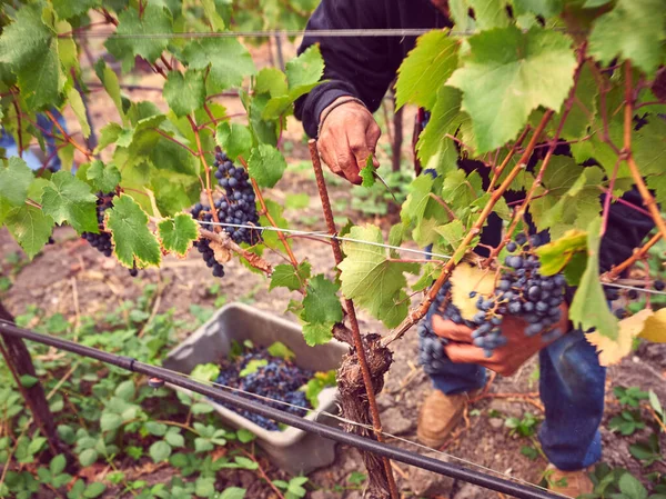 Grape Picker Cuts Wine Grapes Vine Harvest — Stock Photo, Image