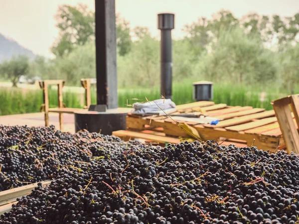 Grapes Await Destemming Wine Processing Facility — Stock Photo, Image