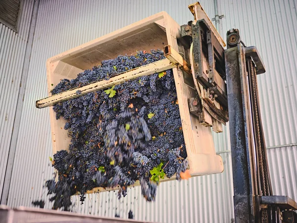 Grapes Gondola Getting Dumped Optical Sorter — Stock Photo, Image