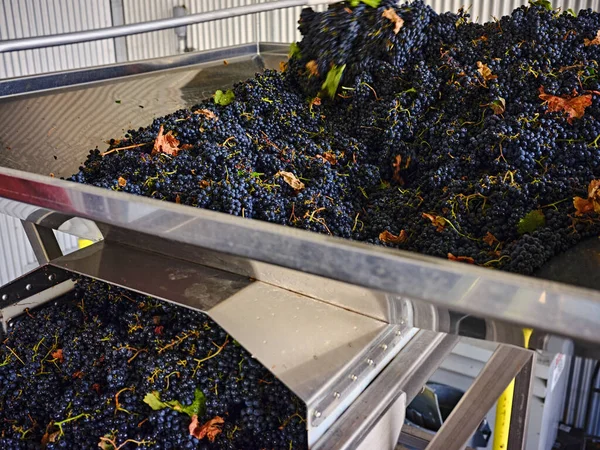 Wine Grapes Getting Processed Optical Sorter — Stock Photo, Image