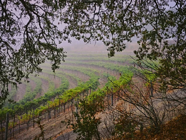 Viñedo Terrazas Visto Través Robles —  Fotos de Stock