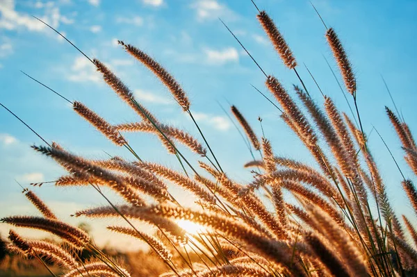 The fountain grass family in the sun