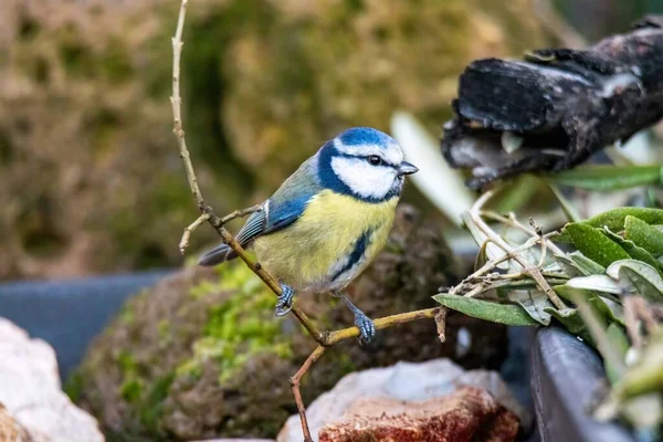 Blue Tit Bird Posed Search Food — Φωτογραφία Αρχείου