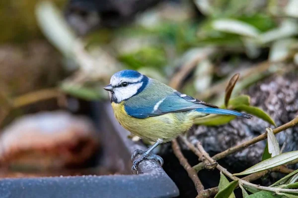 Blue Tit Bird Posed Search Food Winter — Fotografia de Stock