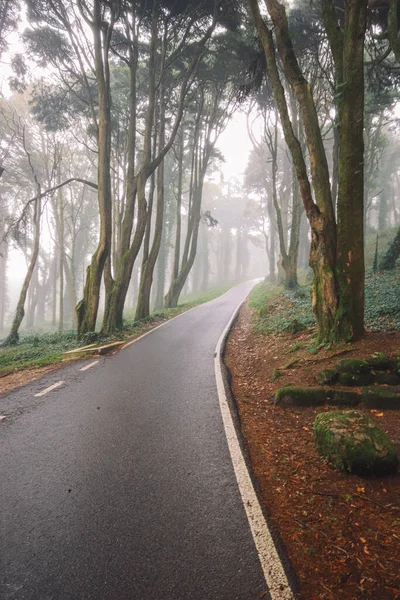 Route Dans Une Forêt Couverte Brouillard — Photo