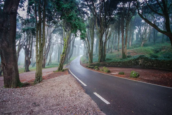 霧に覆われた森の中の道 — ストック写真