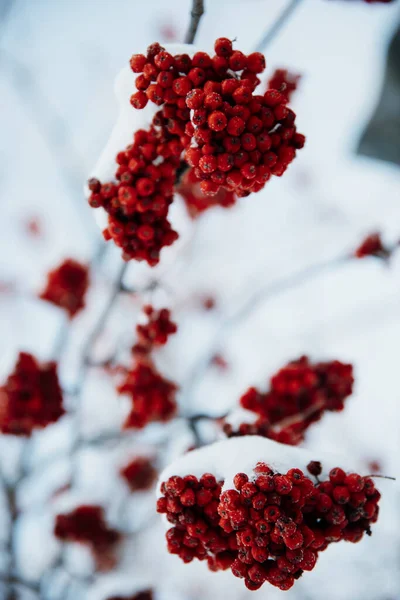 Зимние Рябиновые Ягоды Снегу — стоковое фото
