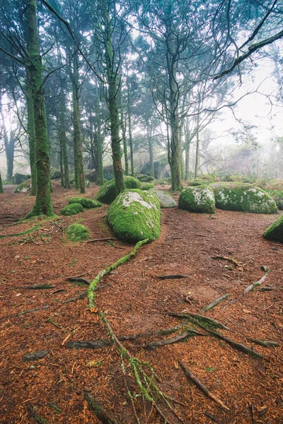 Hermoso Bosque Niebla Oscura Mística Madera Vieja Con Árboles Viejos —  Fotos de Stock