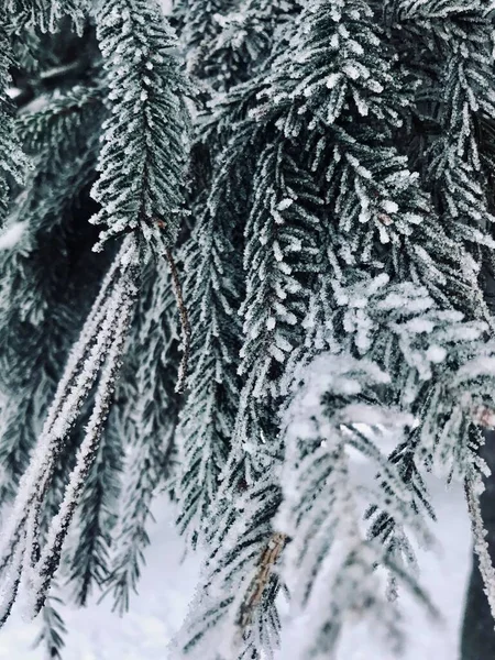 Ormanda Karla Kaplı Çam Dalları — Stok fotoğraf