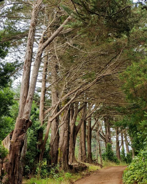 Δέντρα Παρατάσσονται Δίπλα Ένα Μονοπάτι — Φωτογραφία Αρχείου
