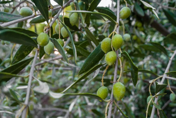 Detailní Záběr Olivových Plodů Olivovníku — Stock fotografie