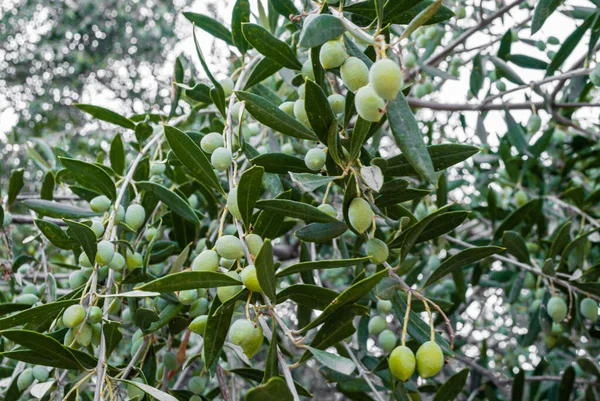 Aceitunas Verdes Una Rama Olivo —  Fotos de Stock