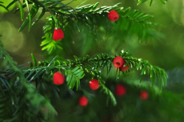 Las Bayas Rojas Sobre Rama Del Árbol —  Fotos de Stock