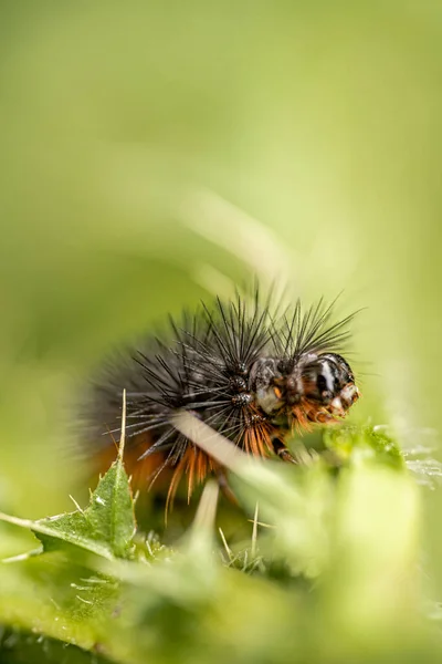 ใกล ยงของแมลงท ธรรมชาต — ภาพถ่ายสต็อก