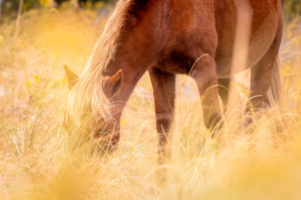 Hnědý Kůň Poli — Stock fotografie