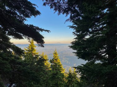 Ağaçlar uzaktaki Rainier Dağı 'nın manzarasını çerçeveler