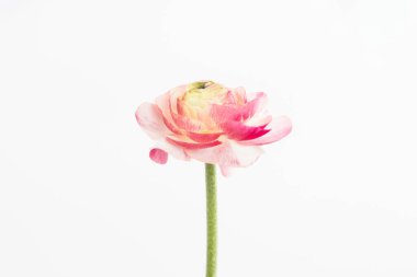 Pink and white ranunculus with white background
