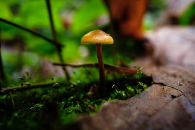 Small Orange Mushroom Growing Out of Mossy Ground Between Leaves