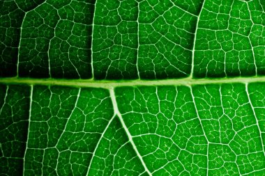 Damarlı Yeşil Yaprak Dokuları Makro