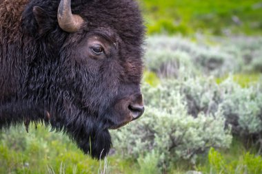 Koruma parkının yeşillik otlaklarında dolaşan bufalolar.