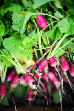 Kadın bahçesinden turp topluyor.