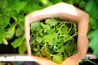 Taze Arugula Bahçeli Genç Modern Bahçıvan Kadın.