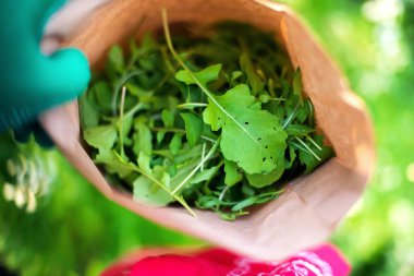 Taze Arugula Bahçeli Genç Modern Bahçıvan Kadın.